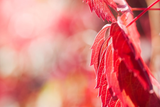 Folhas vermelhas da uva selvagem em um fundo de natureza. Imagem macro, pequena profundidade de campo.