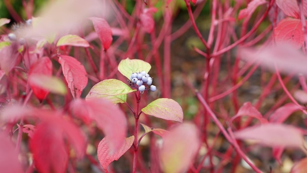 Folhas vermelhas de outono, bagas de dogwood selvagem, caem na floresta ou na folhagem da floresta no parque