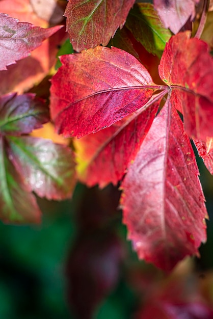 Folhas vermelhas de outono de uvas selvagens fecham o fundo