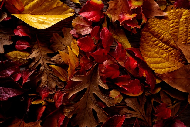 Folhas vermelhas de outono outono vermelho na madeira