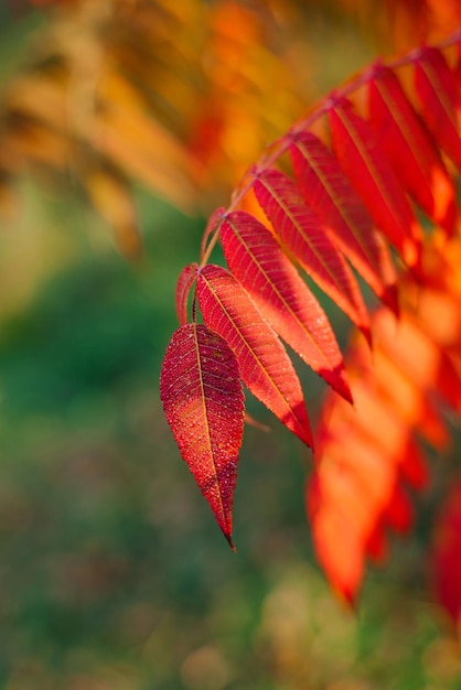 Folhas vermelhas de sumagre ou árvore de vinagre fecham no outono