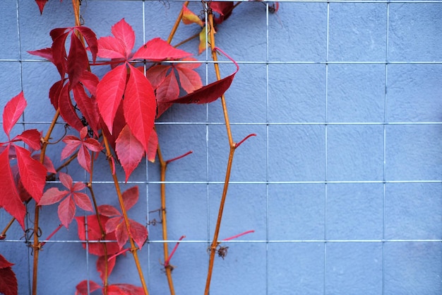 folhas vermelhas de uvas decorativas em uma parede caem Foto horizontal