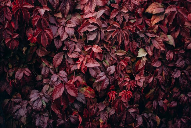 Foto folhas vermelhas de uvas selvagens