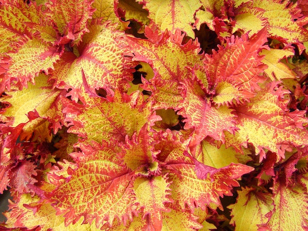 Foto folhas vermelhas e amarelas do coleus plectranthus scutellarioides