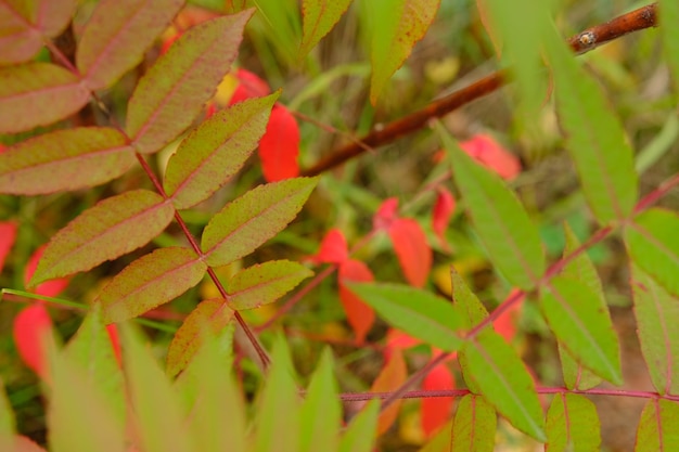 Folhas vermelhas e verdes coloridas na árvore no outono