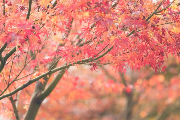 Folhas vermelhas, folhas de bordo, outono