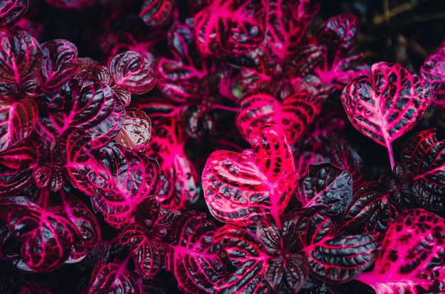 Folhas vermelhas no estado fresco
