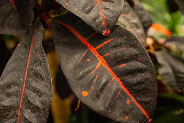 Folhas vermelho-esverdeadas de um ficus de seringueira. ficus é elástico. foco seletivo.