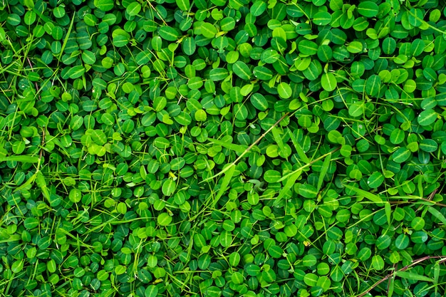 Folheie a textura do verde da natureza, quadro completo da textura verde da folha. como pano de fundo.