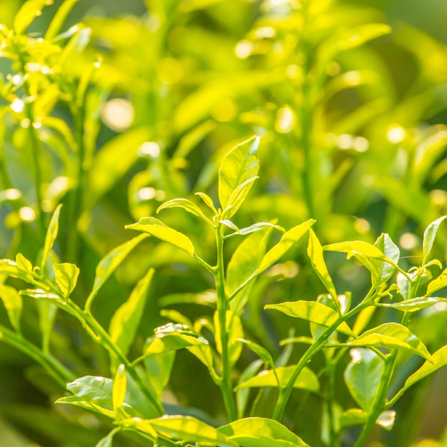 Folheto verde close-up