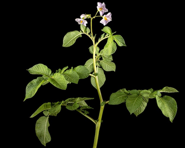 Folhetos de batata rosa isolados no fundo preto