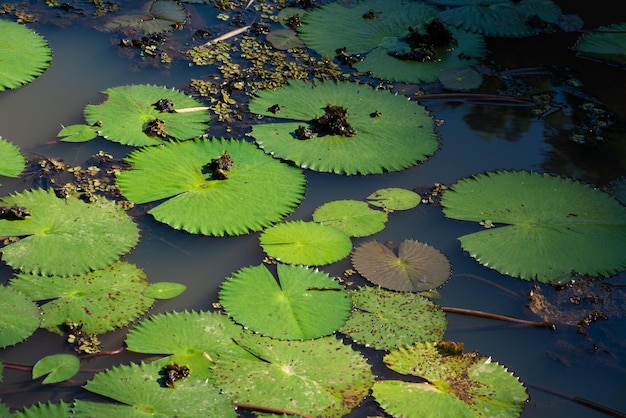 Follaje acuático que muestra toda su belleza en un lago en Brasil, enfoque selectivo.