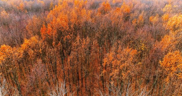 El follaje aéreo el bosque de otoño el paisaje atmosférico las hermosas hojas marrones naranjas a la luz del día el bosque de otoño