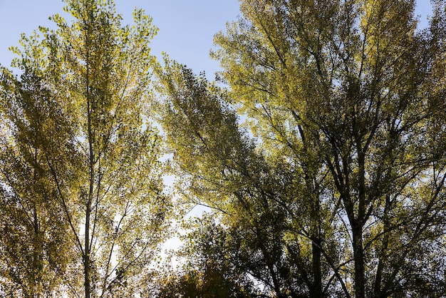 Follaje amarillento y caído de árboles de hoja caduca en otoño temporada de otoño con cambios en la naturaleza y el medio ambiente