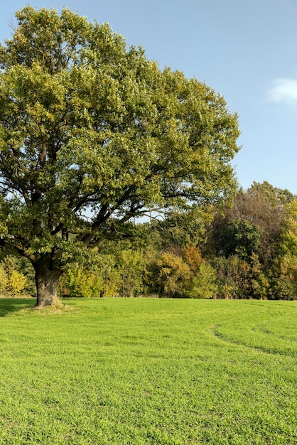 El follaje amarillento de un roble en la temporada de otoño