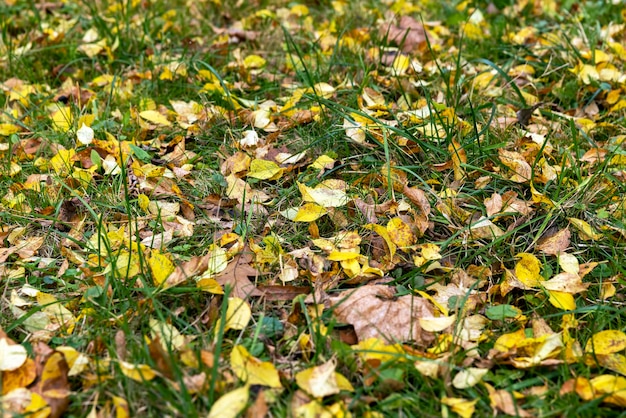 Follaje amarillo de árboles sobre hierba verde en otoño