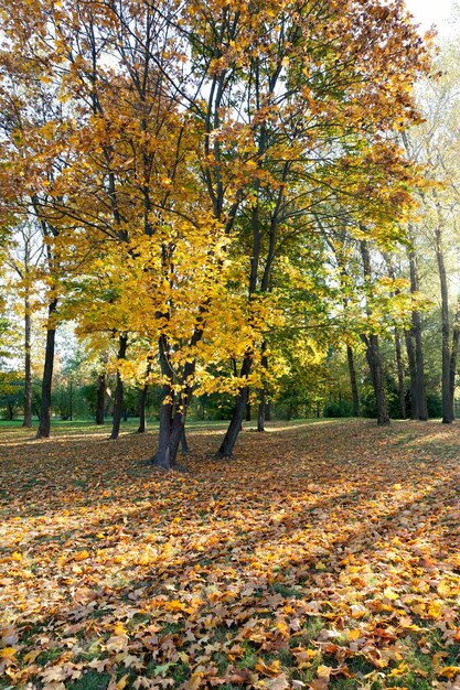 Follaje amarillo de arce durante la caída de las hojas. Otoño