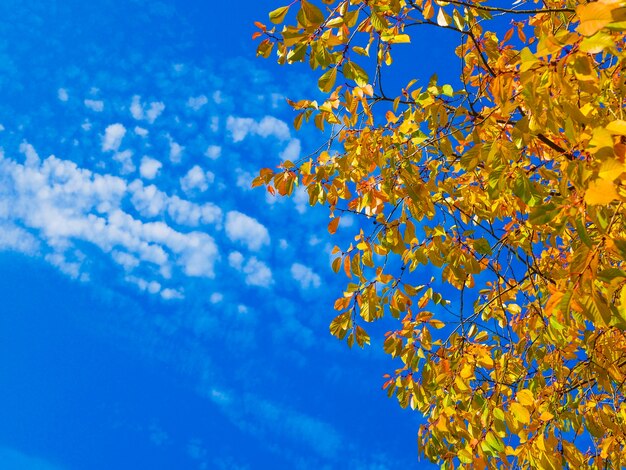 Follaje amarillo contra el cielo azul.