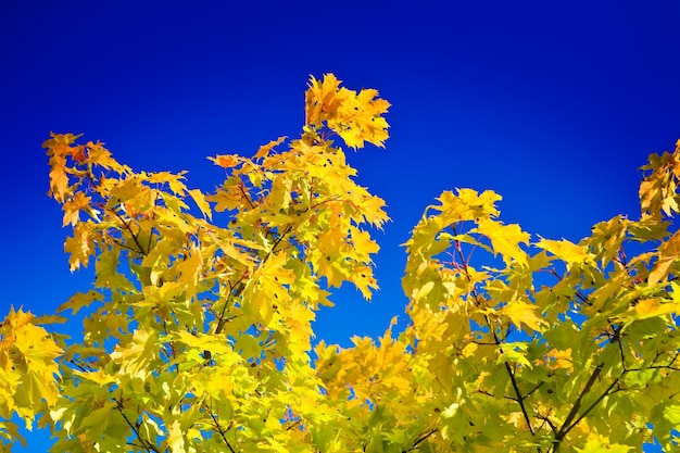 Follaje amarillo otoñal en el cielo