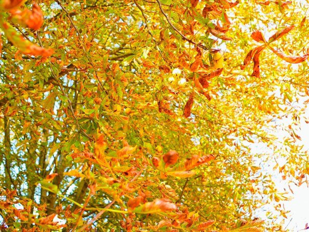 El follaje amarillo del otoño desaparece. Colorido follaje en el parque. Concepto de temporada de otoño.