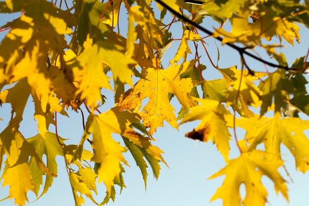 follaje amarillo de otoño