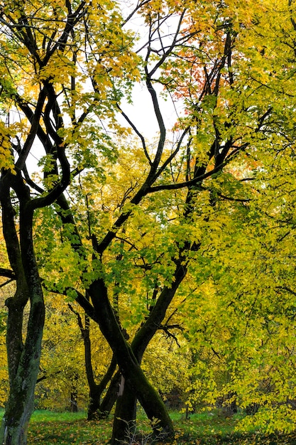 Follaje amarillo y verde en arce