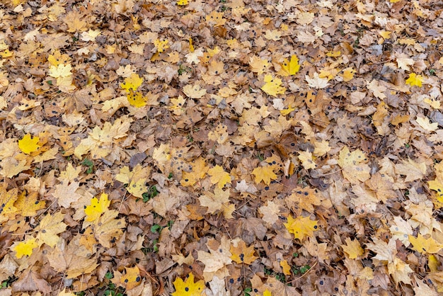 Follaje anaranjado opaco en árboles en tiempo nublado del otoño