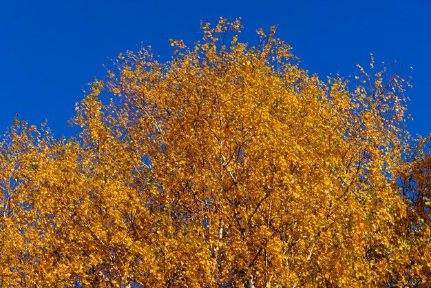 Follaje de árbol de abedul de color en otoño