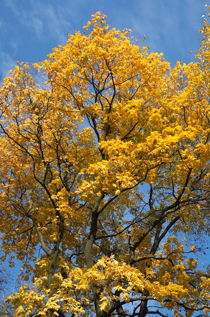 Follaje de árbol dorado en el parque de la ciudad de otoño