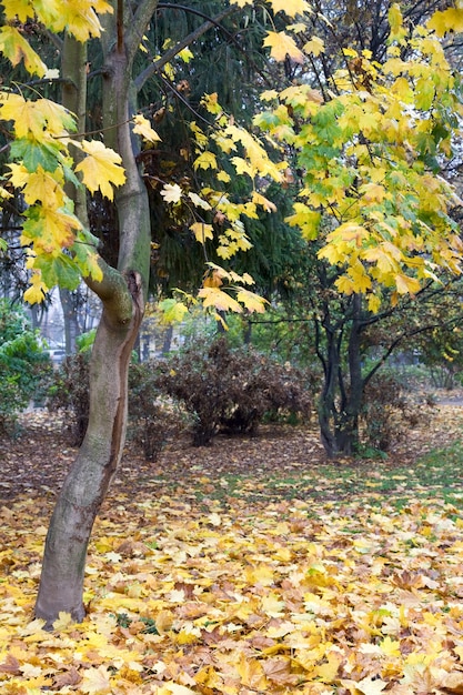 Follaje de árbol dorado en el parque de la ciudad de otoño