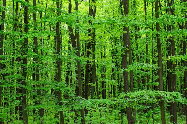 Follaje de árboles de bosque verde en verano