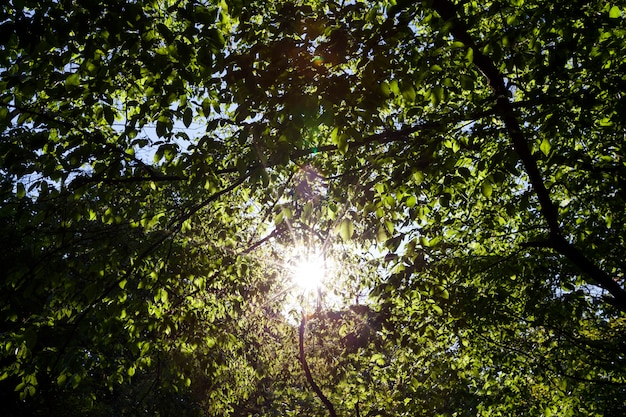 El follaje de los árboles está iluminado por la luz del sol brillante, árboles con follaje verde en el verano.