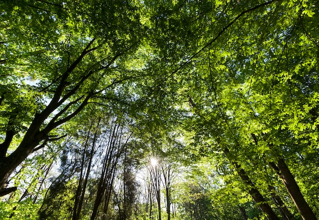 El follaje de los árboles está iluminado por la luz del sol brillante, árboles con follaje verde en el verano.