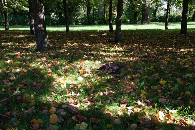 Follaje de árboles en el parque en la temporada de otoño