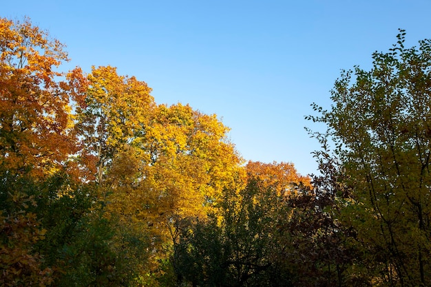 Follaje de árboles en el parque en la temporada de otoño