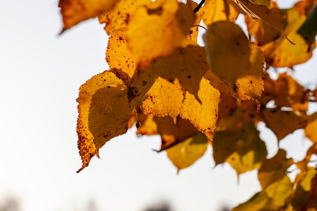 Follaje de árboles en el parque en la temporada de otoño