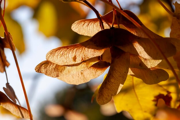 Follaje de árboles en el parque en la temporada de otoño