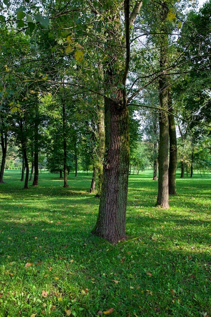 Follaje de árboles en el parque en la temporada de otoño