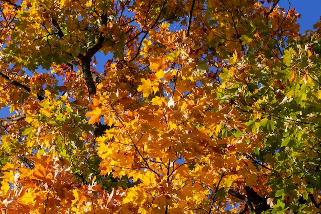 Follaje de árboles en el parque en la temporada de otoño