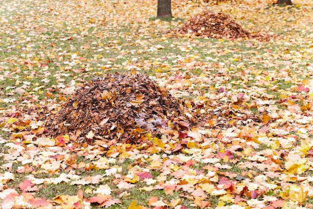 follaje de los arboles