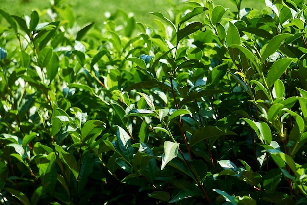 Follaje de arbustos de té en la plantación de cerca al aire libre