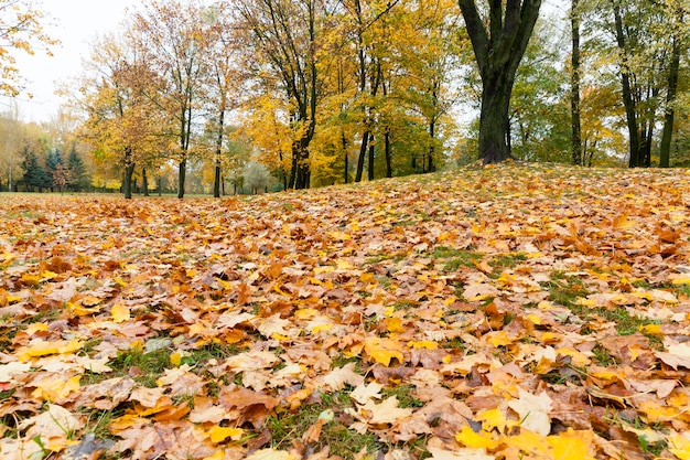 Follaje de arce amarillo con árboles y pasto verde en el paisaje otoñal, color apagado en tiempo nublado