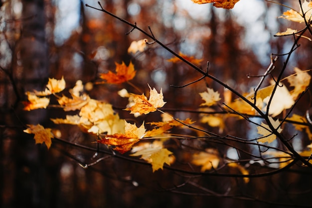 Follaje de arce en el bosque de otoño Fotografía de naturaleza macro