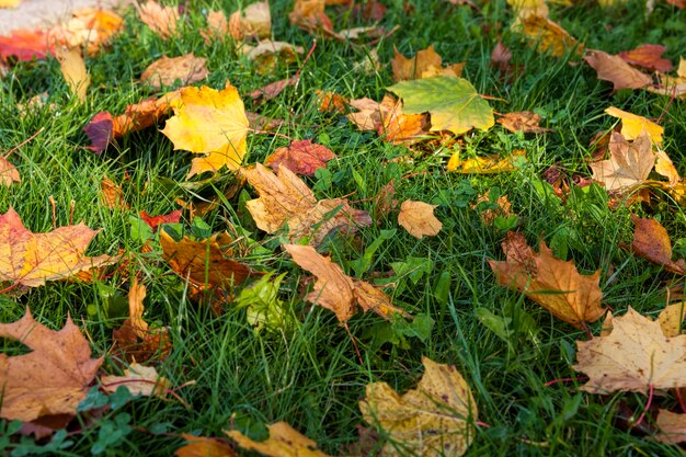 Follaje de arce en otoño