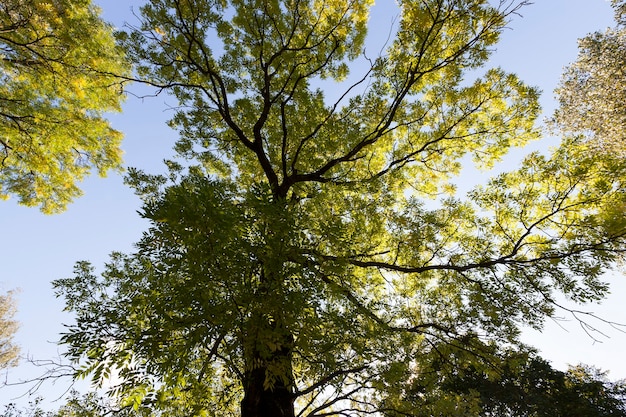 Follaje de arce en la temporada de otoño durante la caída de las hojas