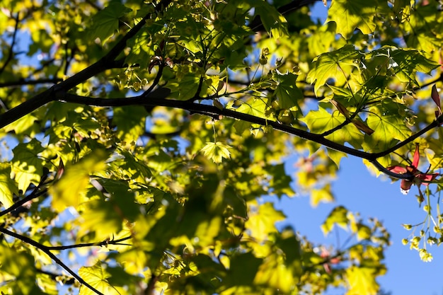 Follaje de arce verde joven en clima soleado de primavera en el parque en primavera con arces