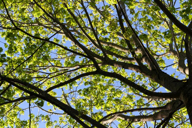 Follaje de arce verde joven en clima soleado de primavera en el parque en primavera con arces