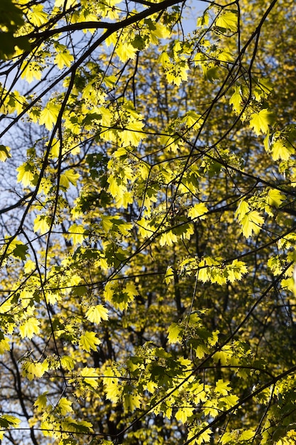 Follaje de arce verde joven en primavera