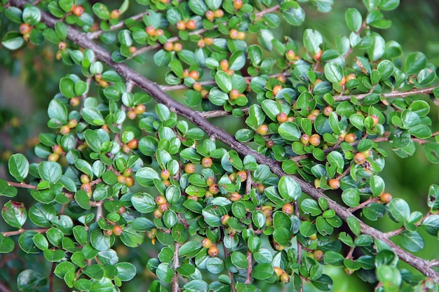 Follaje y bayas inmaduras de Cotoneaster Textura hojas verdes de Cotoneaster