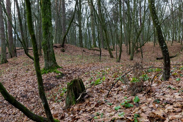 follaje en el bosque de arces